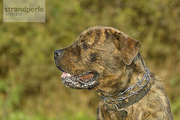 Mischlingshund (American Bulldog-Rottweiler-Mischling)  Stachelhalsband