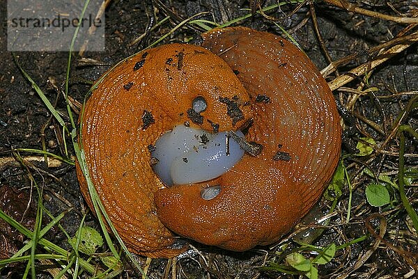 Wegschnecke  Liebesrad