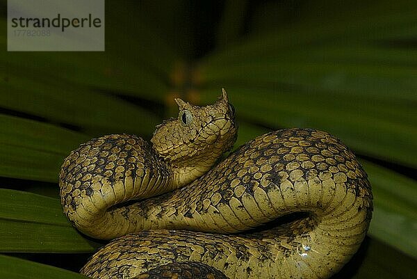 Usambara-Buschviper