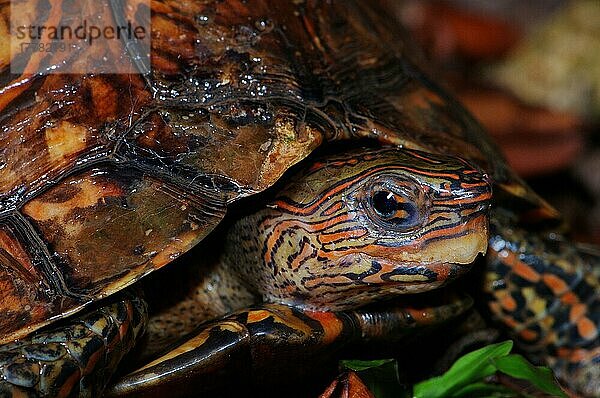 Pracht-Erdschildkröte