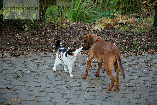 Tiroler Bracke und Hauskatze