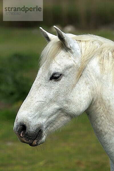 Stute  Camargue  Südfrankreich  Camarguepferd  Schimmel  seitlich  Profil