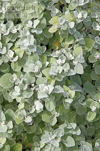 Mini Silver  Betty's Bay  Westkap  Südafrika (Helichrysum petiolare)