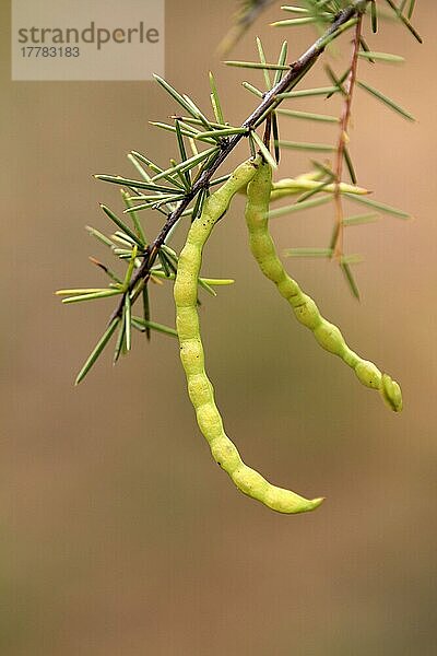 Akazie (Acacia)  Früchte  Northern Territory  Mimose  Akazienfrucht  Australien  Ozeanien