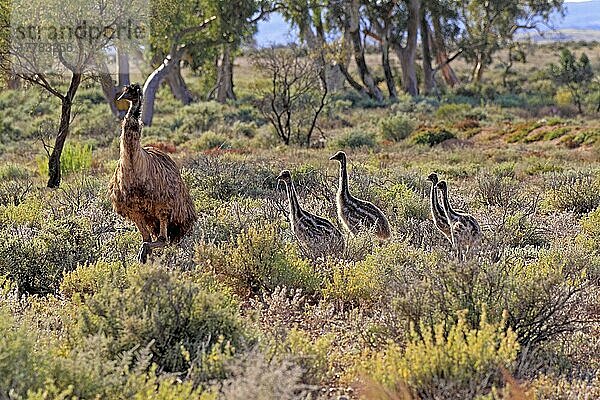 Emus (Dromaius novaehollandiae)  Männchen mit Küken  Sturt National Park  New South Wales  Australien  Ozeanien