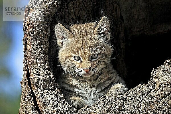 Bobcat  Jungtier  8 Wochen  im Bau (Lynx rufus) (Felis rufa)