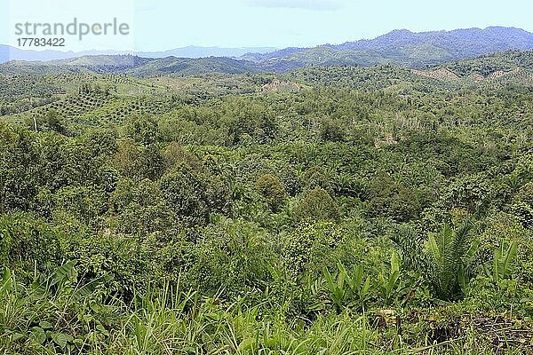 Tropischer Regenwald  Sabah  Borneo  Malaysia  Asien