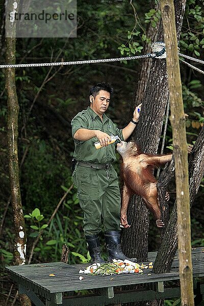 Tierpfleger mit jungem Borneo-Orang-Utan  Sepilok Rehabilitation Centre  Sabah  Borneo (Pongo pygmaeus pygmaeus)  Malaysia  Asien