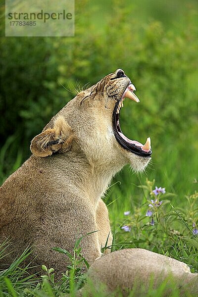 Afrikanischer Löwe (Panthera leo)  Löwin  Sabi Sabi Wildschutzgebiet  Krüger Nationalpark  Südafrika nischer Löwe