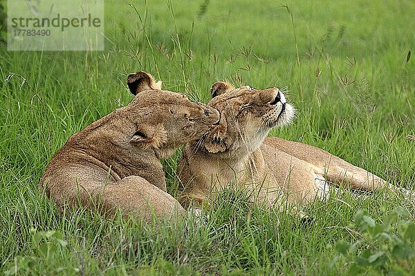 Afrikanische Löwen (Panthera leo)  Löwinnen  Sabi Sabi Wildschutzgebiet  Krüger Nationalpark  Südafrika nischer Löwe