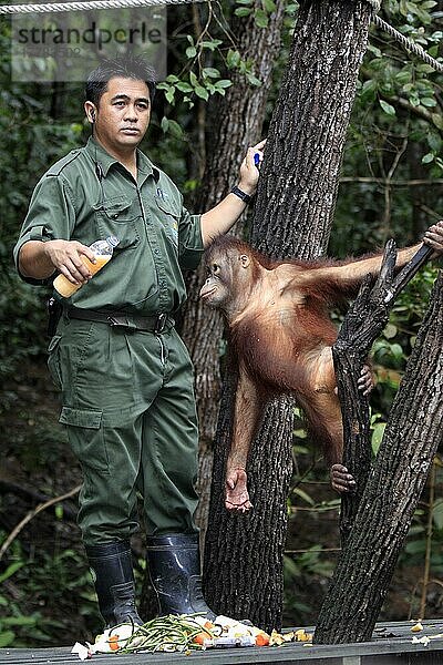 Tierpfleger mit jungem Borneo-Orang-Utan  Sepilok Rehabilitation Centre  Sabah  Borneo (Pongo pygmaeus pygmaeus)  Malaysia  Asien