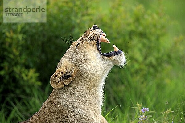 Afrikanischer Löwe (Panthera leo)  Löwin  Sabi Sabi Wildschutzgebiet  Krüger Nationalpark  Südafrika nischer Löwe