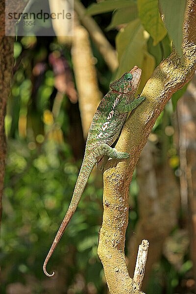 Chamäleon  männlich (Calumma globifer)  Madagaskar  Afrika