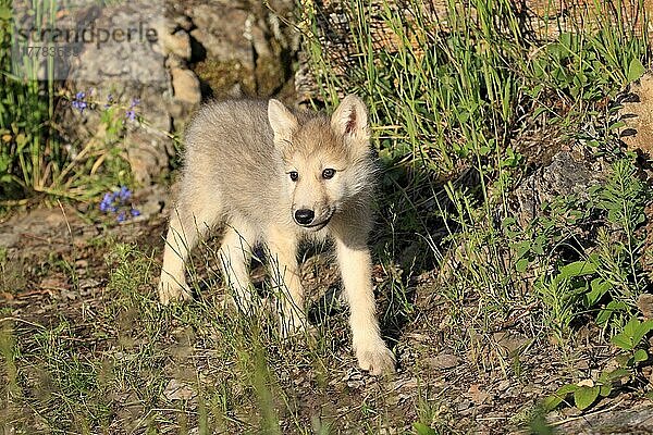 Wolf (Canis lupus)  Jungtier  8 Wochen
