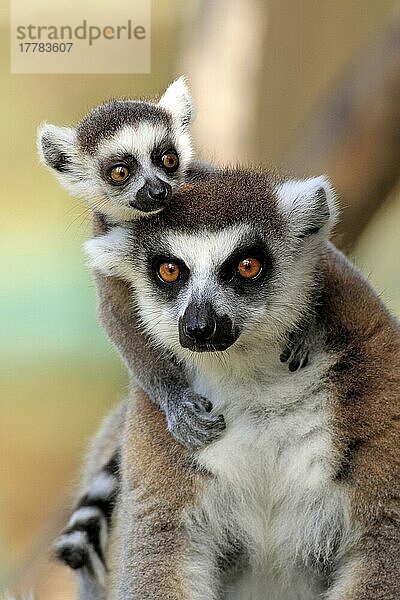 Kattas (Lemur catta)  Weibchen und Jungtier  Berenty Reservat  Madagaskar  Afrika