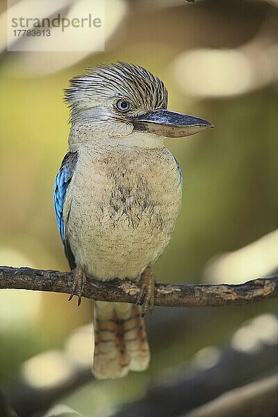Blauflügel-Kookaburra (Dacelo leachii)  Blaufügel-Kookaburra  Eisvögel  Australien  Ozeanien