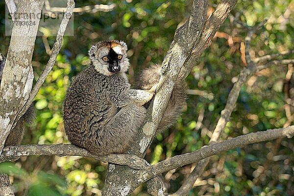 Rotstirnlemur  Berenty-Reservat (Lemur fulvus rufus)  Madagaskar  Afrika