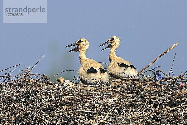 Weißstörche (Ciconia ciconia)  Jungtiere auf dem Nest  Philippsburg  Baden-Württemberg  Deutschland  Europa