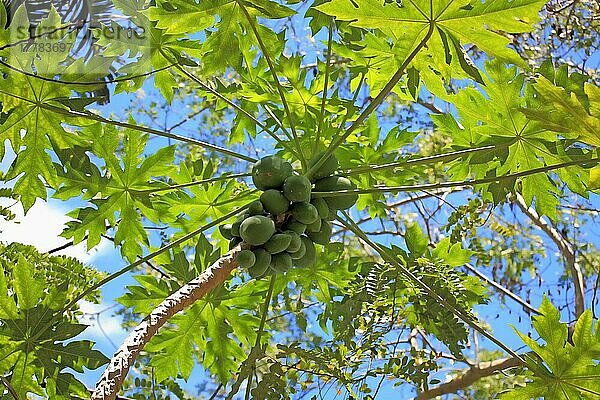 Papaya-Baum (Carica papaya) Nosy Be  Caricaceae  Madagaskar  Afrika