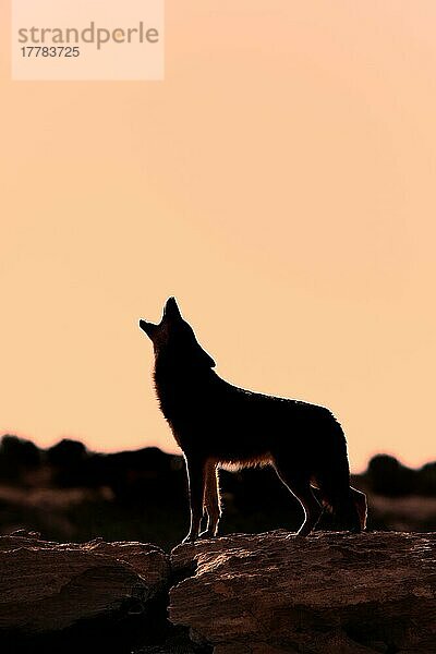 Kojote (Canis latrans)  Monument Valley  Utah  USA  Nordamerika