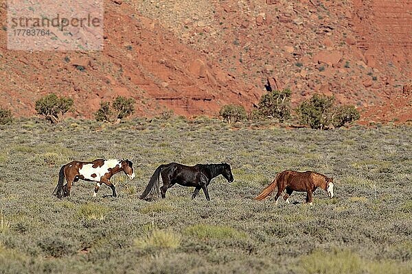 Mustangs  Monument Valley  Utah  USA  Nordamerika