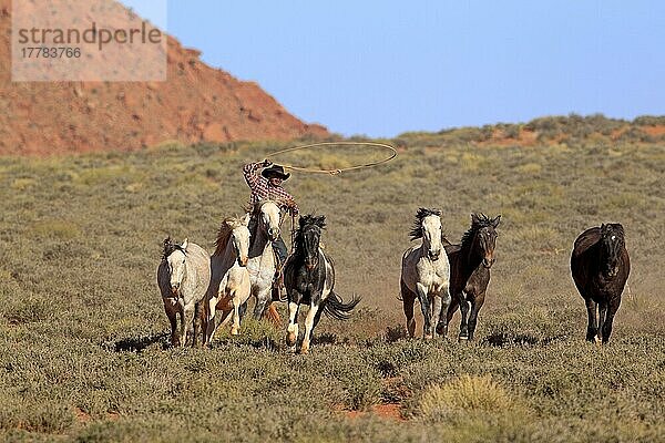 Navajo-Cowboy treibt Mustangs  Monument Valley  Utah  USA  Indianer  Amerikanischer Ureinwohner  Lasso  Nordamerika
