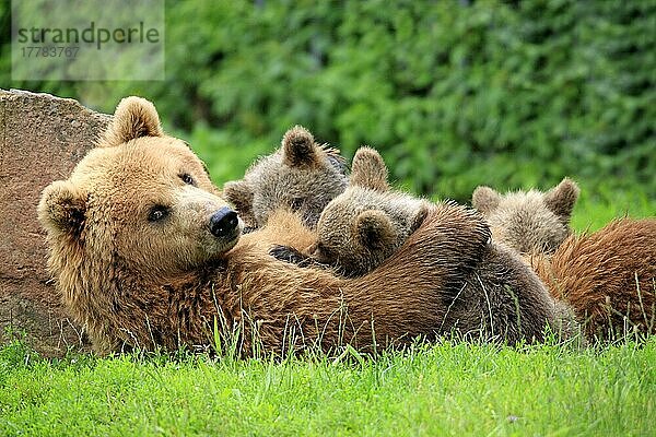 Europäische Braunbären (Ursus arctos)  Weibchen und Jungtiere
