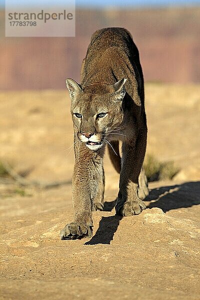 Puma  Monument Valley  Utah (Felis concolor)  Sillberloewe  Silberlöwe  Berglöwe  USA  Nordamerika