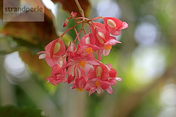 Waschnussbaum (Sapindus mukorossi)  Blüten  Aritha  Doadni  Doda  Dodan