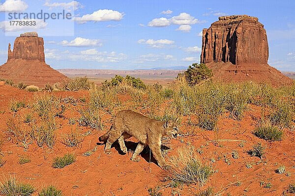 Puma  Monument Valley  Utah (Felis concolor)  Sillberloewe  Silberlöwe  Berglöwe  USA  Nordamerika