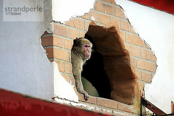 Japanischer Makake (Macaca fuscata)  erwachsen im Gebäude  Japan  Asien