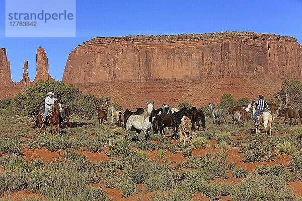 Navajo-Cowboys treiben Mustangs  Monument Valley  Utah  USA  Indianer  Amerikanischer Ureinwohner  Nordamerika