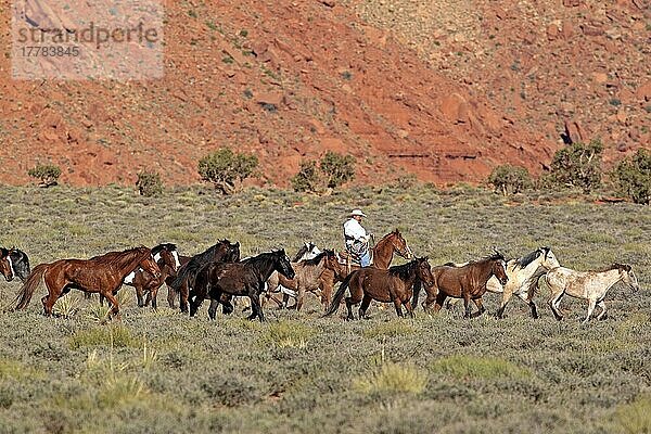 Navajo-Cowboy treibt Mustangs  Monument Valley  Utah  USA  Indianer  Amerikanischer Ureinwohner  Nordamerika