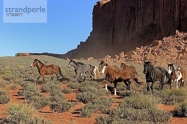 Mustangs  Monument Valley  Utah  USA  Nordamerika