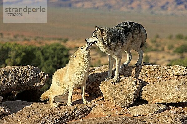 Wölfe (Canis lupus)  Sozialverhalten  Monument Valley  Utah  USA  Nordamerika