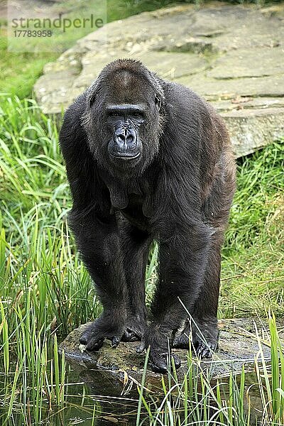 Westlicher Flachlandgorilla (Gorilla gorilla gorilla)  Westlicher Tieflandgorilla  adult weiblich