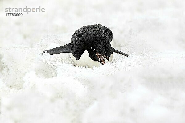 Adeliepinguin (Pygoscelis adeliae)  erwachsen  frisst Schnee  Teufelsinsel  Weddellmeer  Antarktis  Antarktika