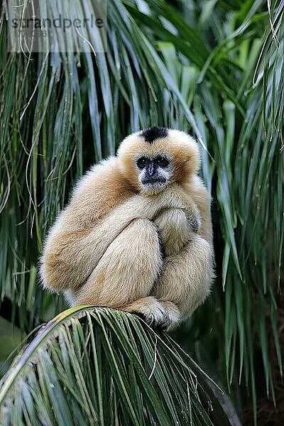 Nördlicher Weißwangengibbon  erwachsenes Weibchen (Nomascus leucogenys)