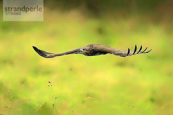 Mäusebussard (Buteo buteo)  erwachsen  fliegend  rufend  Eifel  Europa  Deutschland  Europa