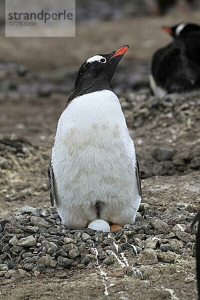 Eselspinguin (Pygoscelis papua)  Erwachsener im Nest mit Gelege  Halbmondinsel  Weddellmeer  Antarktis  Antarktika