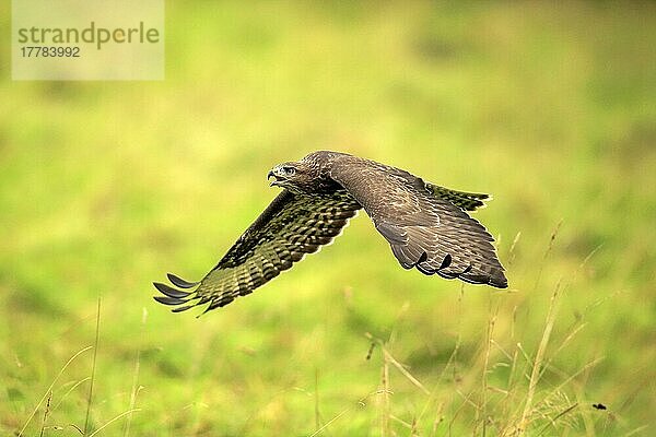 Mäusebussard (Buteo buteo)  erwachsen  fliegend  rufend  Eifel  Europa  Deutschland  Europa