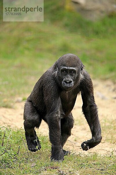 Flachlandgorilla (Gorilla gorilla gorilla)  subadult