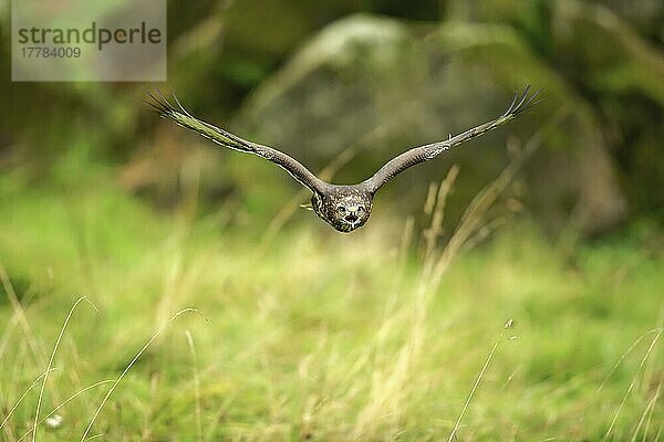 Mäusebussard (Buteo buteo)  erwachsen  fliegend  rufend  Eifel  Europa  Deutschland  Europa