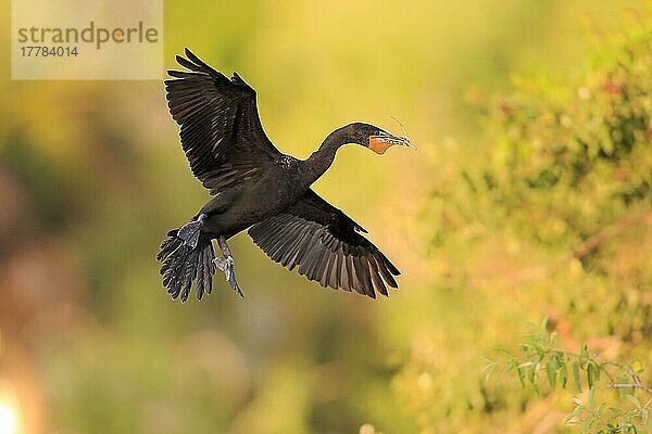 Doppelschopfkormoran  erwachsen fliegend  Wakodahatchee Wetlands  Delray Beach  Florida (Phalacrocorax auritus)  Nordamerika  USA  Nordamerika