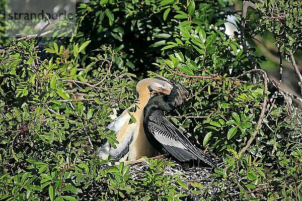 Amerikanischer Schlangenhalsvogel (Anhinga anhinga)  adult mit Jungtier am Nest Fütterung  Wakodahatchee Wetlands  Delray Beach  Florida  Nordamerika  USA  Nordamerika