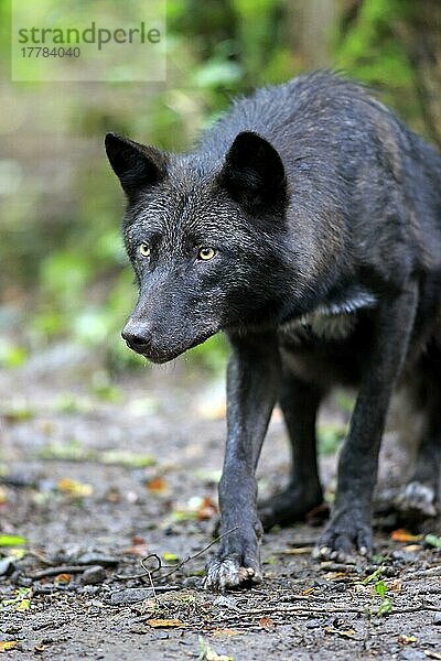 Grauer Wolf (Canis lupus lycaon)  erwachsen