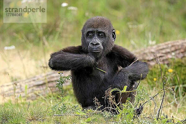 Flachlandgorilla (Gorilla gorilla gorilla)  jung