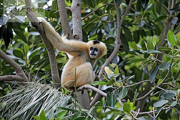 Nördlicher Weißwangengibbon  erwachsenes Weibchen (Nomascus leucogenys)