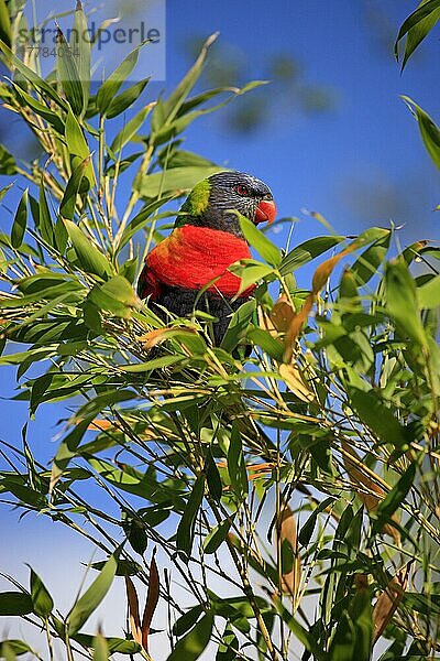 Regenbogenlori (Trichoglossus haematodus)  erwachsen auf Baum  Cudlee Creek  Südaustralien  Australien  Ozeanien