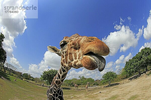 Netzgiraffe (Giraffa camelopardalis reticulata)  erwachsenes Porträt